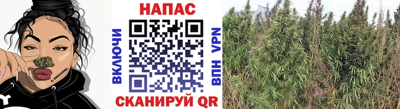 Марихуана VHQ  как найти закладки  Киселёвск 